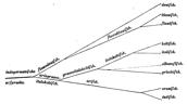 Stammbaum der indogermanischen Sprachfamilie von August Schleicher, 1861