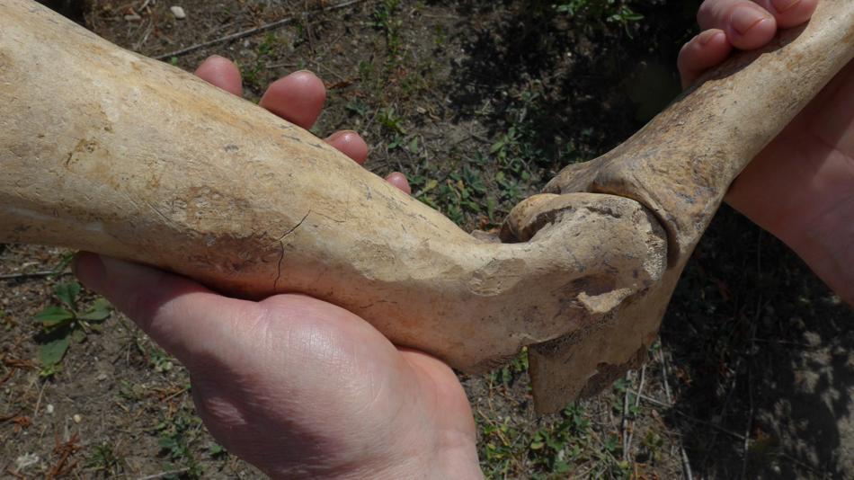 Rinderknochen aus dem römischen Carnuntum. Das Fleisch wurde abgeschert.