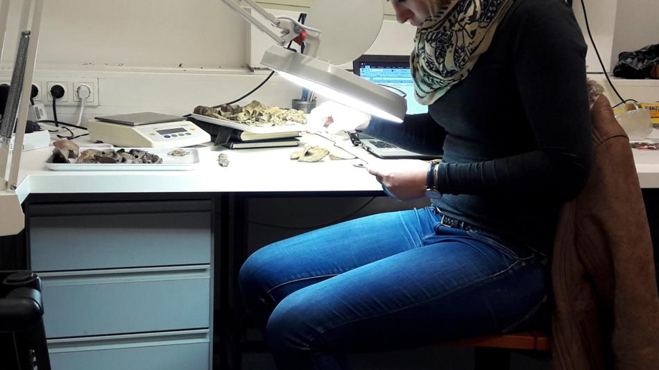 Archäozoologische Analyse