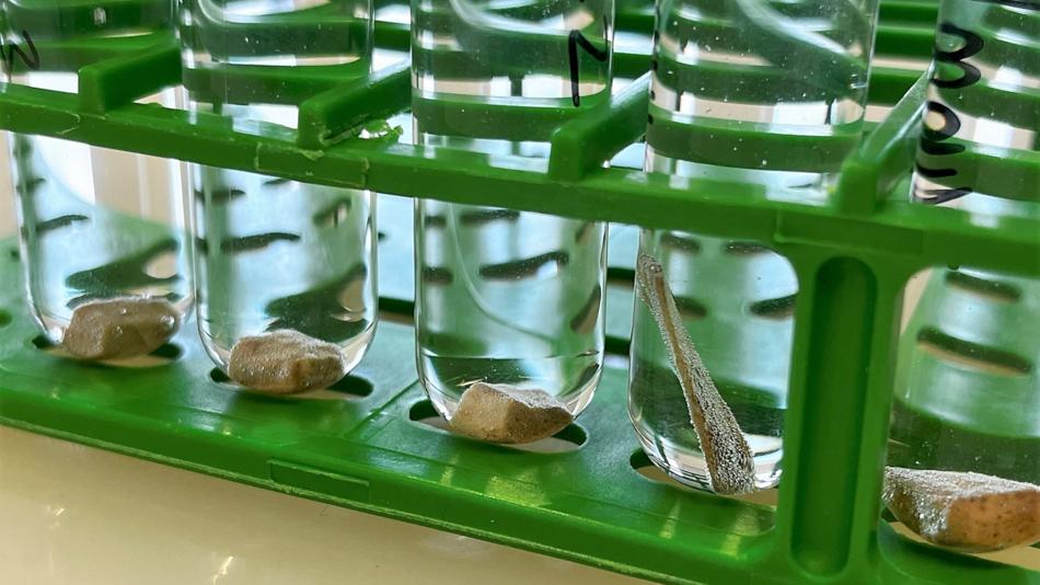 Stabile Isotopenanalyse bioarchäologischer Funde zur Rekonstruktion früherer Ernährungsgewohnheiten, Tierhaltungspraktiken und Umweltbedingungen.