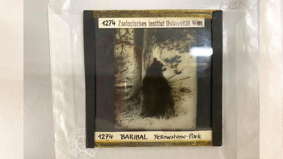 Baribal Yellowstone-Park