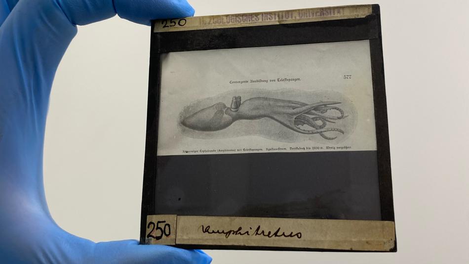 Amphitetrus, Ewald Heinrich Rübsaamen (illustrator), aus "Aus den Tiefen des Weltmeeres: Schilderungen von der Deutschen Tiefsee-Expedition" (Carl Chun, 1903)