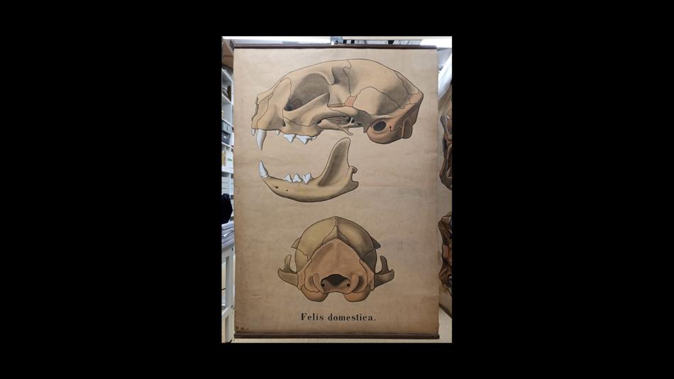 Carl Bergmann (zugeschr.): Katzenschädel (Felis domestica), handgemalte Wandtafel, um 1910, Bleistift, Tusche und Wasserfarbe auf Papier, ca. 160 × 80 cm, Universität Wien, Institut für Evolutionsbiologie, Sammlungen, Inv.-Nr. TF597