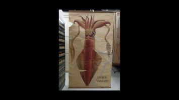 Kalmar (Loligo vulgaris), handgemalte Wandtafel, um 1910, Bleistift, Tusche und Wasserfarbe auf Papier, auf jüngerem Papier montiert, ca. 160 × 80 cm, Universität Wien, Institut für Evolutionsbiologie, Sammlungen, Inv.-Nr. TF341
