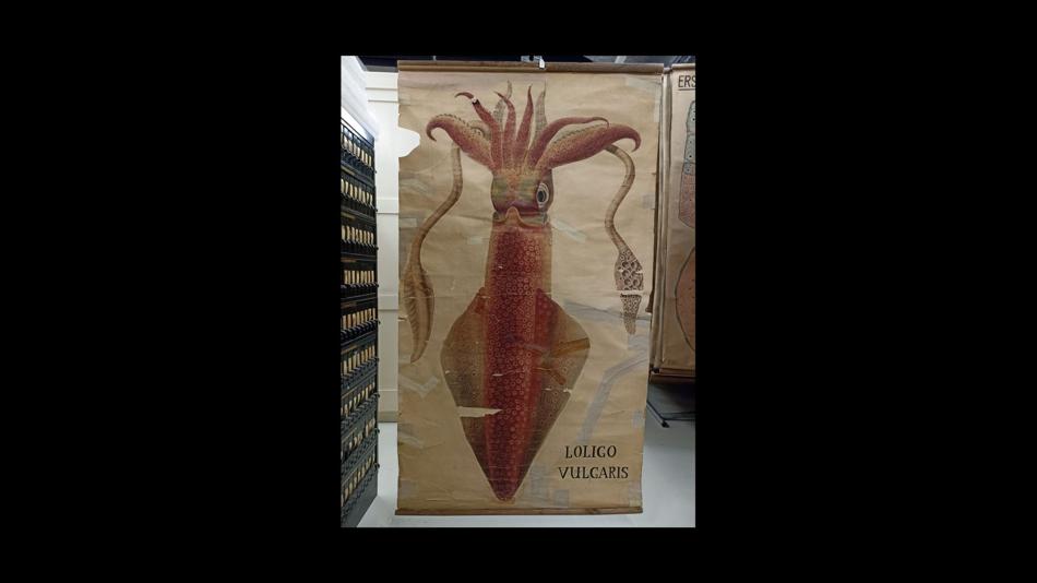 Kalmar (Loligo vulgaris), handgemalte Wandtafel, um 1910, Bleistift, Tusche und Wasserfarbe auf Papier, auf jüngerem Papier montiert, ca. 160 × 80 cm, Universität Wien, Institut für Evolutionsbiologie, Sammlungen, Inv.-Nr. TF341