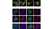 Visualisierung der verwendeten Peptid-Fluorophore
