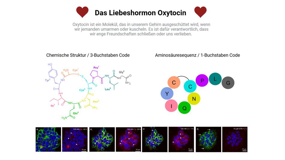 Struktur und Sequenz von Oxytocin