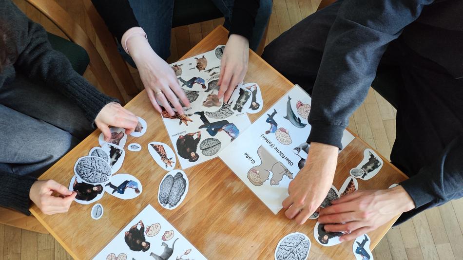 Nahaufnahme der Hände beim Zuordnungsspiel: Tierbilder werden den passenden Gehirnen zugeordnet.