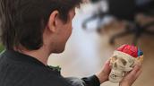 Nahaufnahme: Person hält ein Schädelmodell mit herausnehmbarem, farbigem Gehirn.