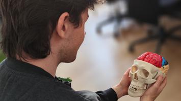 Nahaufnahme: Person hält ein Schädelmodell mit herausnehmbarem, farbigem Gehirn.