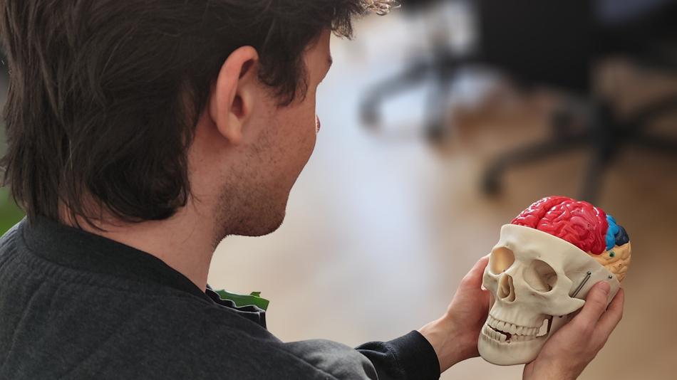 Nahaufnahme: Person hält ein Schädelmodell mit herausnehmbarem, farbigem Gehirn.