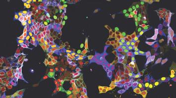 Symbolbild der Zelle