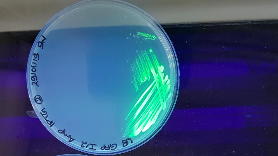 Leuchten durch Biolumineszenz in einer Petrischale dargestellt.