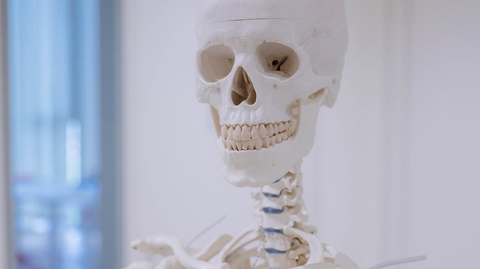 Ein Foto eines Skeletts.