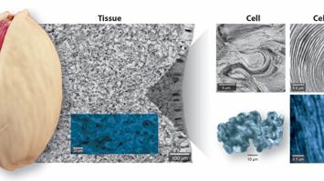 Aufbau der Wallnussschale aus ineinander verhakten Puzzle-Zellen