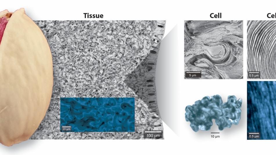 Aufbau der Wallnussschale aus ineinander verhakten Puzzle-Zellen