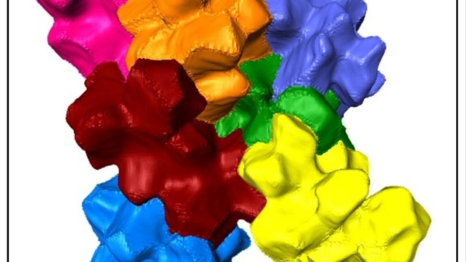 Manche Schalen sind aus gelappten Zellen aufgebaut, die genau zusammenpassen.