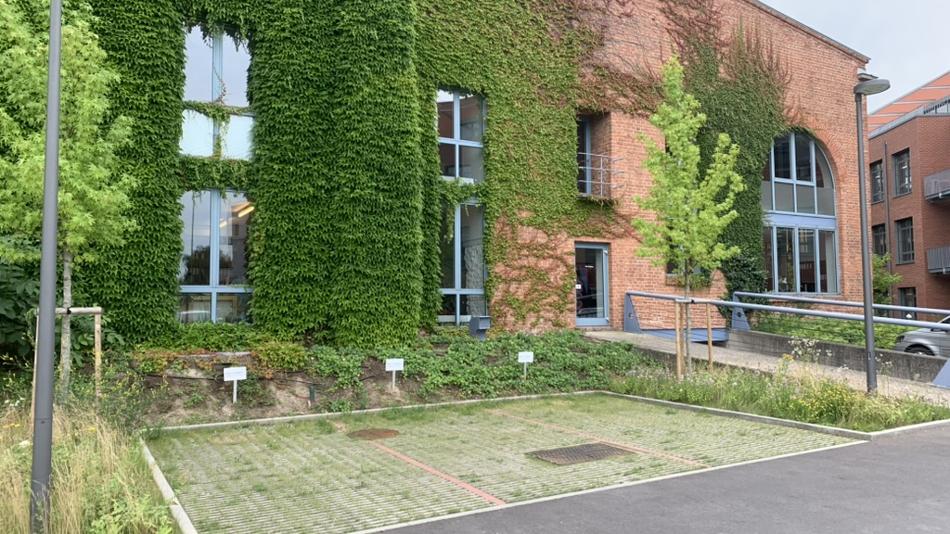 Backsteingebäude mit großflächiger Fassadenbegrünung und moderner Glasfront