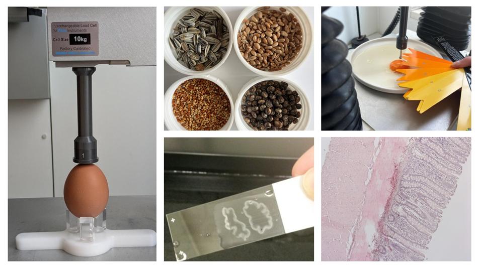 Diese Collage zeigt links ein Ei in einer Prüfmaschine zur Belastungsmessung; oben Schalen mit Samen und Getreiden; rechts oben eine Flüssigkeitsprobe mit Farbskala; unten eine Gelprobe auf einem Objektträger sowie ein mikroskopisches Gewebebild