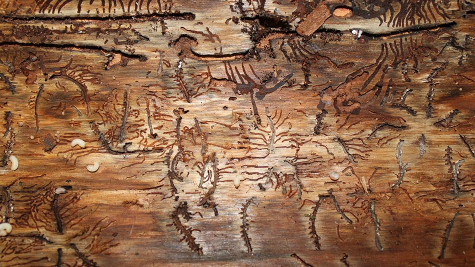 Holzoberfläche mit zahlreichen Borkenkäfer-Gängen und sichtbaren Larven
