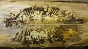 Aufgeschnittenes Holz mit typischen Fraßgängen von Borkenkäfern unter der Rinde