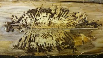 Aufgeschnittenes Holz mit typischen Fraßgängen von Borkenkäfern unter der Rinde