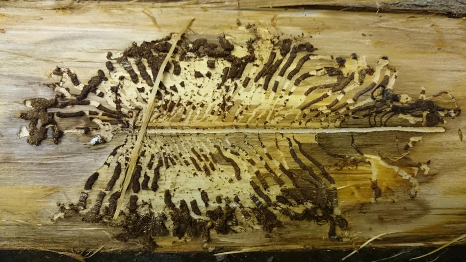 Aufgeschnittenes Holz mit typischen Fraßgängen von Borkenkäfern unter der Rinde