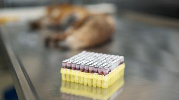 Gewebeproben in Tuben im Vordegrund