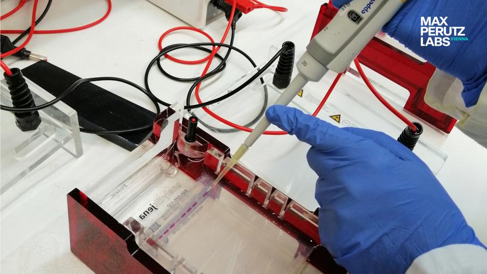 Gelelektrophorese-Station