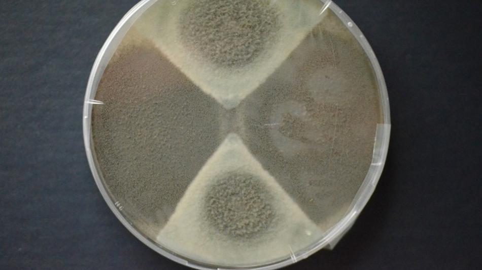 Pilz unter Mikroskop