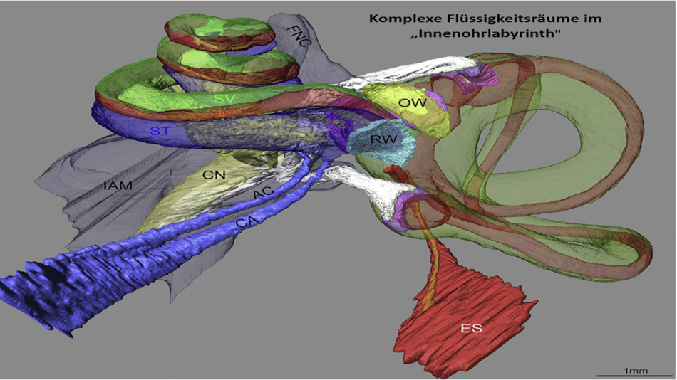 Flüssigkeitsräume im Innenohr