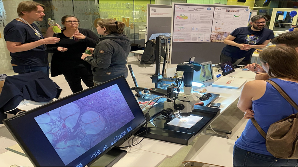 Innenohr unter dem Mikroskop