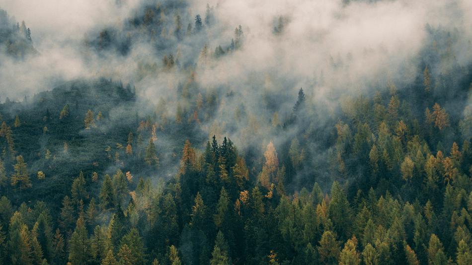 Forstgut Dr. Aichhorn