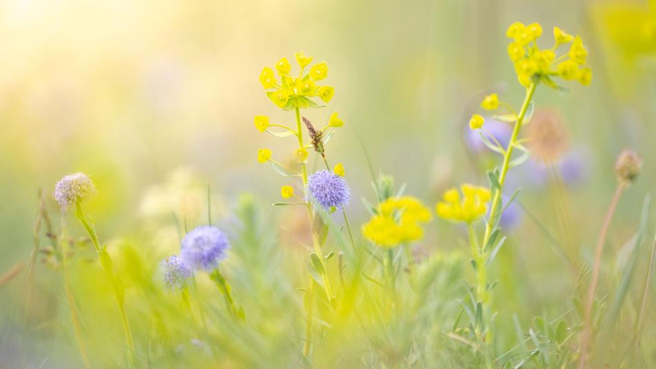 Kugelblume u. Wolfsmilch