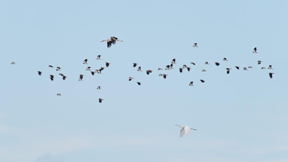 Storch, Silberreiher, Kiebitz