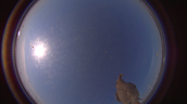Bird in Fisheye-Cam