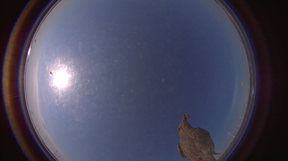 Bird in Fisheye-Cam