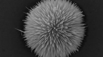 Die Schönheit pharmazeutischer Bilder