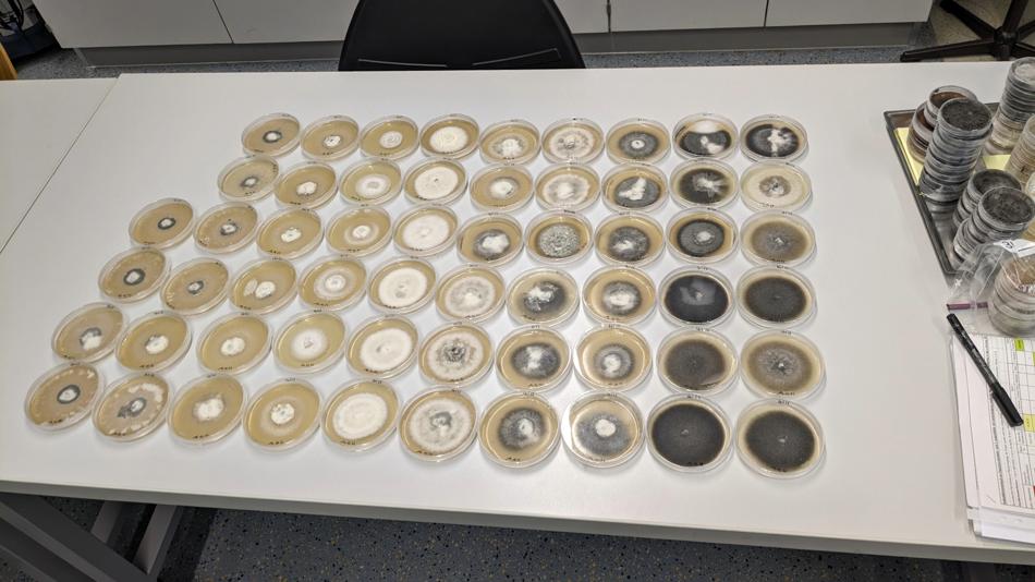 Zahlreiche runde Proben in Petrischalen ordentlich auf einem Tisch ausgelegt