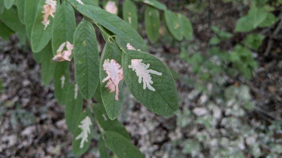 Blatt mit hellen Fraßspuren von Insekten im Grünen