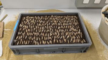 Kunststoffkiste mit zahlreichen kleinen, spitz zulaufenden Holzproben