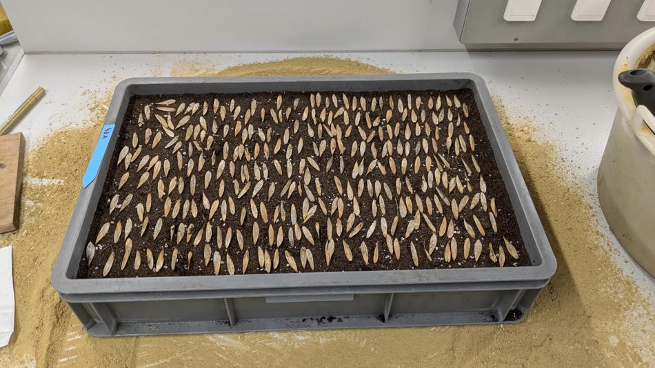 Kunststoffkiste mit zahlreichen kleinen, spitz zulaufenden Holzproben