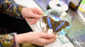 Schmetterling in Petrischale, die von einer Person in den Händen gehalten wird.