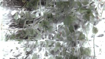 PhD in the Arts - Francesco Pizzocchero