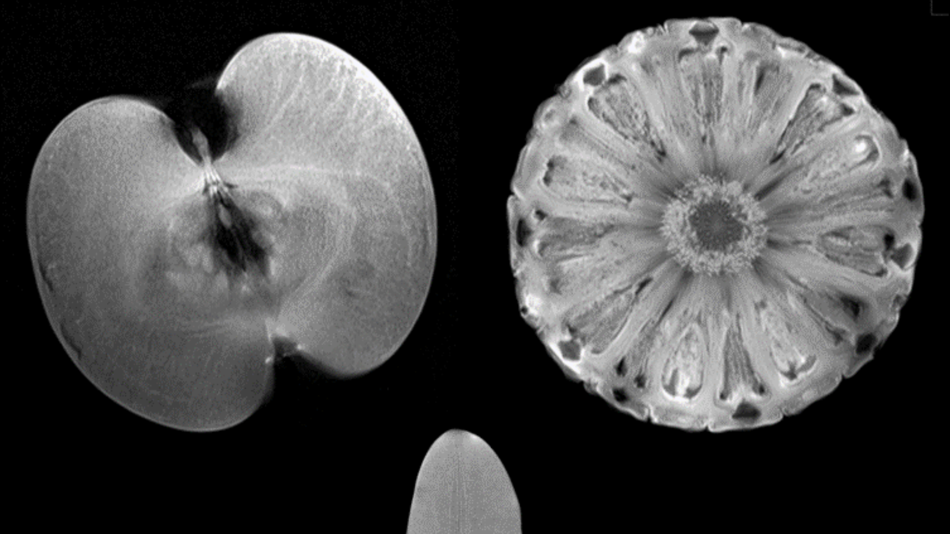 Live-Experiment am 7 Tesla MR Scanner