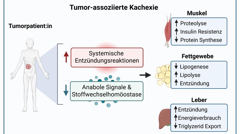 Tumor-assoziierte Kachexie