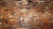 Holz mit Fressspuren