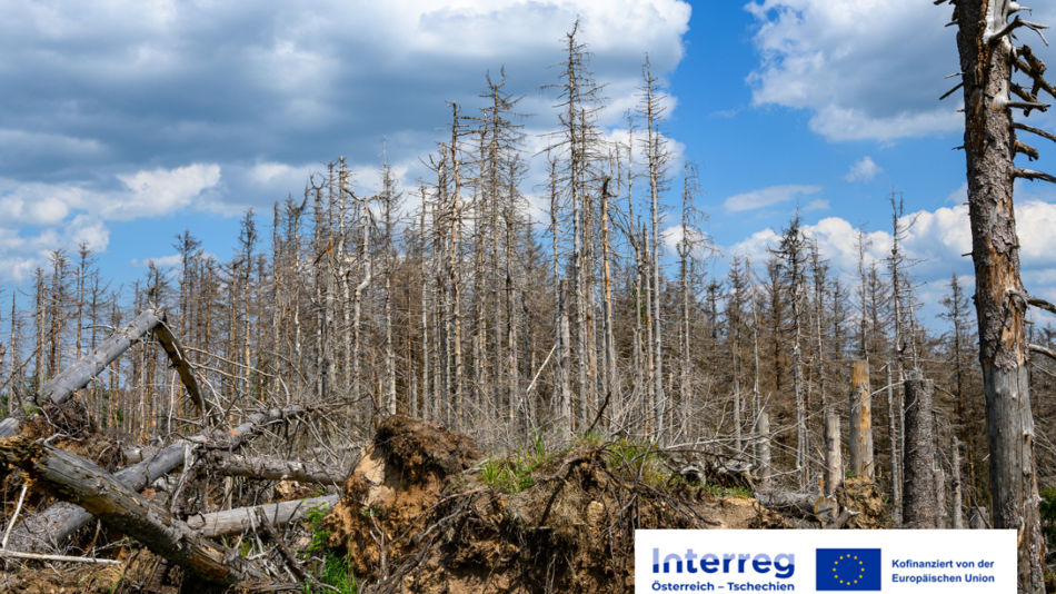 Bäume, umgestürzte Bäume und blauer Himmel