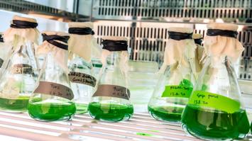 Cyanobacterial liquid culture