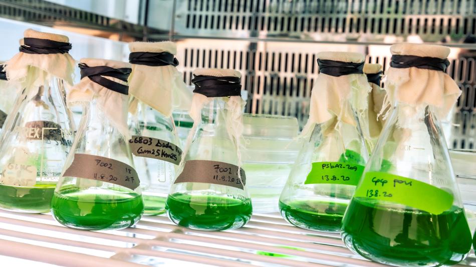 Cyanobacterial liquid culture